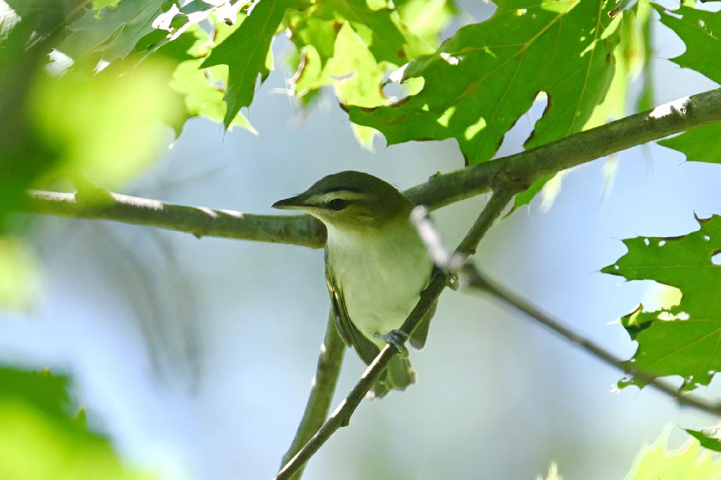 2025-08300257 Broad Meadow Brook, MA.JPG - Red-eyed Vireo. Broad Meadow Brook WIldlife Sanctuary, MA, 8-30-2025
